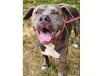 Adopt Dimitri a Gray/Silver/Salt & Pepper - with White American Staffordshire