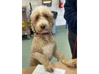 Adopt Dandelion a Standard Poodle, Mixed Breed