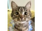 Adopt Jada a Tabby, Domestic Short Hair