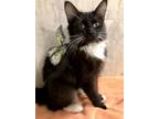 Adopt Rapunzel a Domestic Long Hair