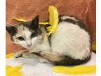 Adopt Daffodil a Dilute Calico, Domestic Short Hair