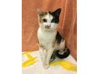 Adopt Crocus a Calico, Domestic Short Hair