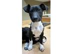 Adopt Cozi a Mixed Breed