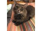 Adopt JOLEEN a Gray, Blue or Silver Tabby Polydactyl/Hemingway (medium coat) cat