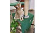 Adopt Lily a American Shorthair, Tabby