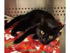 Adopt Zoey a Domestic Short Hair