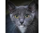 Adopt Little Tuck a Gray or Blue Domestic Shorthair / Mixed cat in Leesburg
