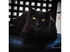 Adopt Sweet Baby Jane a All Black Domestic Shorthair / Mixed cat in Leesburg