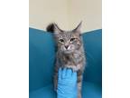 Adopt Sage aka Soft Mitten a Domestic Medium Hair, Domestic Short Hair