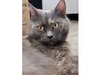 Adopt Zelda a Domestic Medium Hair