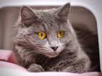 Adopt Matilda a Domestic Medium Hair