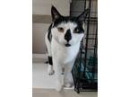 Adopt Coop a Black & White or Tuxedo Domestic Shorthair (short coat) cat in