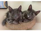 Adopt Rose & Cooper a Gray, Blue or Silver Tabby Domestic Mediumhair (medium
