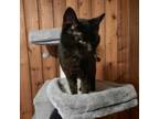 Adopt Nova a All Black Domestic Shorthair / Mixed cat in Liberty, IN (33701350)