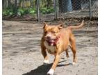 Adopt Marcia a Mixed Breed