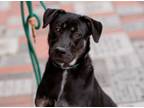 Adopt Amberly a Labrador Retriever, Mixed Breed