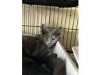 Adopt Dahlia a Domestic Short Hair