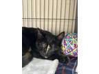 Adopt Bryonia a Domestic Short Hair