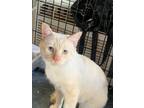 Adopt Country a White (Mostly) Siamese (short coat) cat in Palmdale