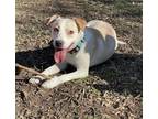 Adopt Cheerio a White - with Tan, Yellow or Fawn Labrador Retriever / Pit Bull