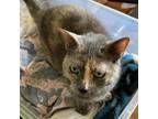 Adopt Estella a Gray or Blue Domestic Shorthair / Mixed cat in Wakefield