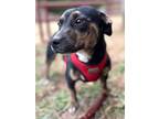 Adopt Bernadette a Dachshund, Mixed Breed