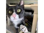 Adopt Melon a Domestic Short Hair