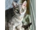 Adopt Jenna a Domestic Short Hair