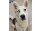 Adopt Country a Siberian Husky