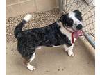 Adopt Miklo a Brindle - with White Basset Hound / Blue Heeler / Mixed dog in