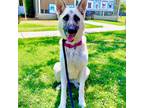 Adopt Anu a Tan/Yellow/Fawn - with White Siberian Husky / German Shepherd Dog /