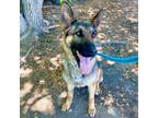 Adopt Star a Red/Golden/Orange/Chestnut - with Black Belgian Malinois / German