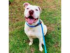 Adopt Baltimore a White Pit Bull Terrier / Mixed dog in Costa Mesa