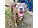 Adopt Deen a Brown/Chocolate - with White Labrador Retriever / Mixed dog in