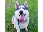 Adopt Steve a White - with Red, Golden, Orange or Chestnut Siberian Husky /