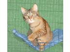 Adopt Quierda a Brown Tabby Domestic Shorthair (short coat) cat in Victoria