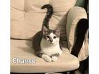 Adopt Chance a Gray, Blue or Silver Tabby Domestic Shorthair (short coat) cat in