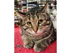Adopt Leo a Brown Tabby Domestic Shorthair (short coat) cat in Jeannette