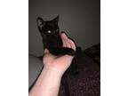 Adopt Steve a All Black Domestic Shorthair / Mixed (short coat) cat in
