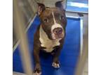 Adopt Amanda a Pit Bull Terrier