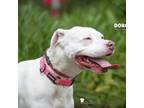 Adopt Rosey @ Foster a Terrier