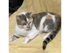 Adopt Cami- Bonded to Daisy a Calico or Dilute Calico Domestic Shorthair / Mixed