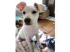 Adopt Chardonnay a White Beagle / Mixed dog in Hamden, CT (36305520)