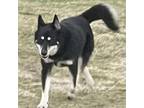 Adopt Tiffany a Black Siberian Husky / German Shepherd Dog / Mixed dog in