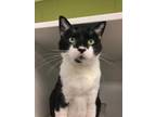 Adopt Bailey (quality) a Domestic Short Hair