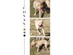 Adopt Conan a Tan/Yellow/Fawn Labrador Retriever / Pit Bull Terrier / Mixed dog