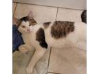 Adopt Cookie a Domestic Short Hair