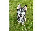 Adopt Max 2 a Black - with White Husky / Mixed dog in Newmarket, ON (36441918)