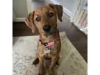Adopt Tiger Lilly a Mountain Cur