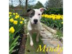 Adopt mindy a Pit Bull Terrier